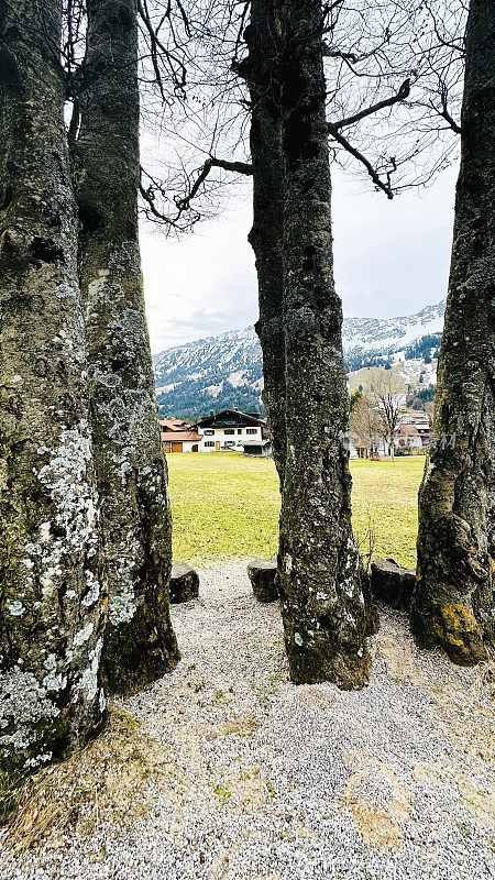 树和后面的村庄，Bad Hindelang, Oberjoch